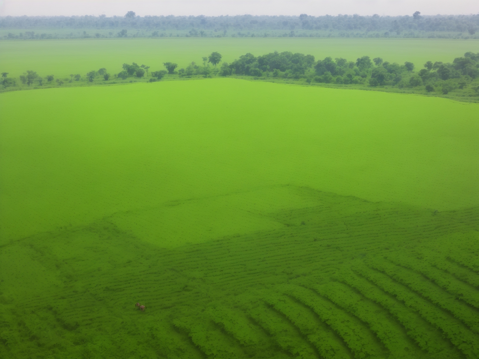 “Sustainable agriculture practices in Uttar Pradesh”
